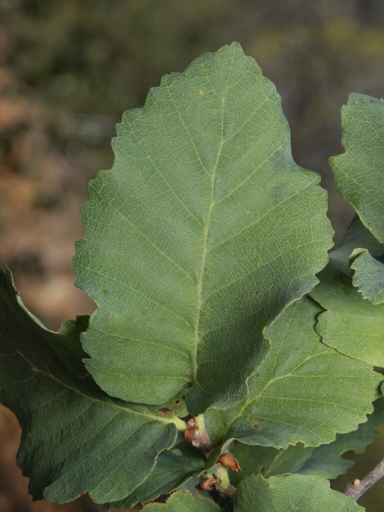 Descubre la diversidad de los Nothofagus en Chile con esta guía práctica para identificarlos