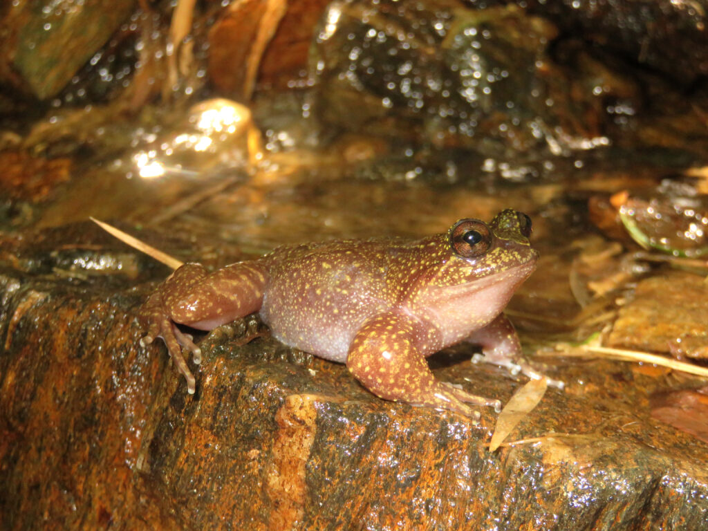 Rana de Mehuín (Insuetophrynus acarpicus). Créditos ONG Ranita de Darwin