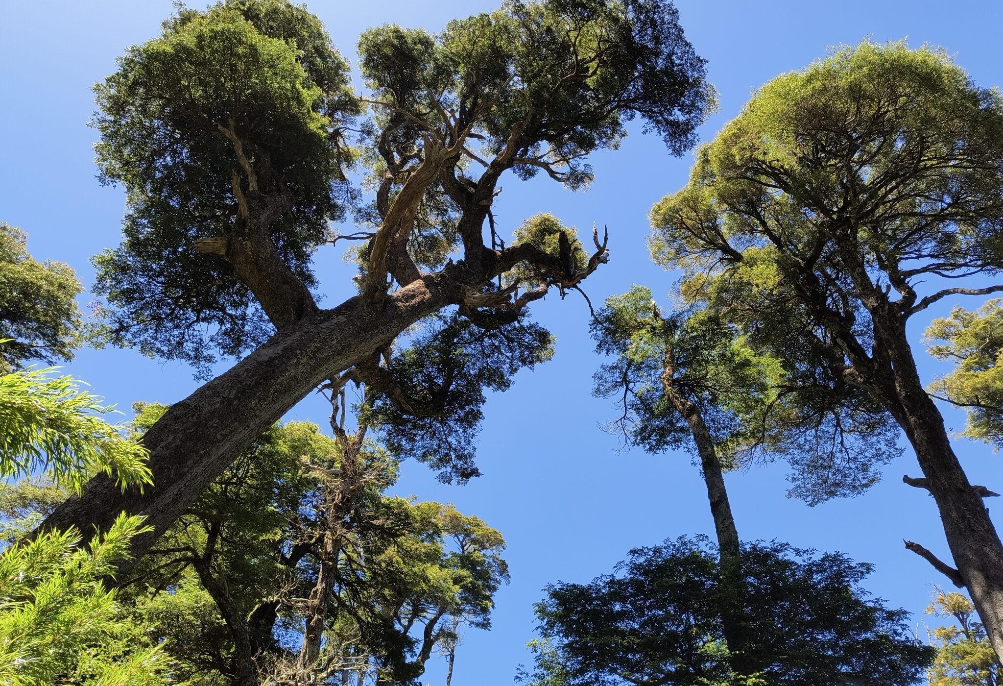 Descubre la diversidad de los Nothofagus en Chile con esta guía práctica para identificarlos