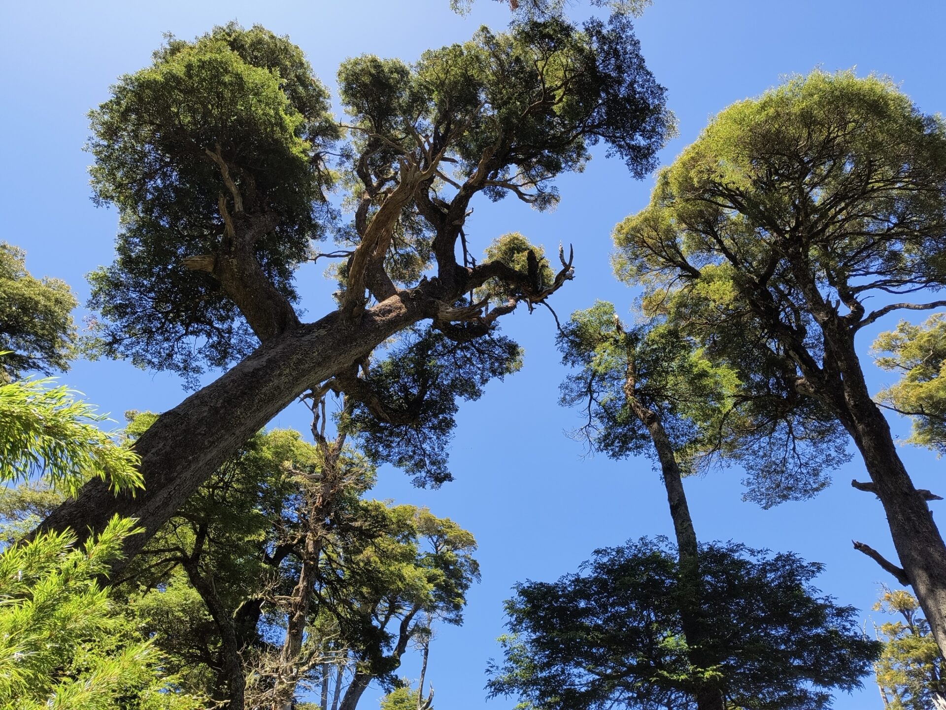 Descubre la diversidad de los Nothofagus en Chile con esta guía práctica para identificarlos