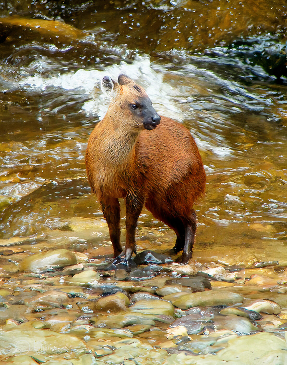 PERÚ: Descubren nueva especie de pudú, es el primer ciervo viviente descrito del siglo XXI