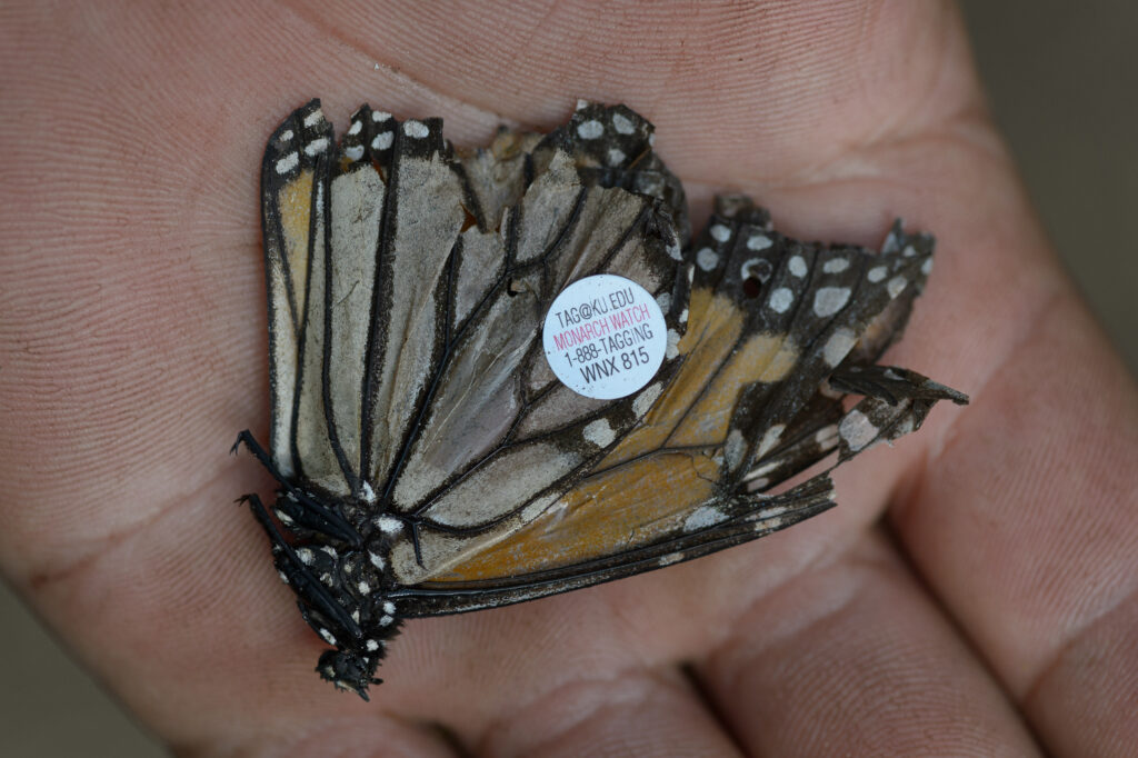 Mariposa Monarca. Créditos Jaime Rojo