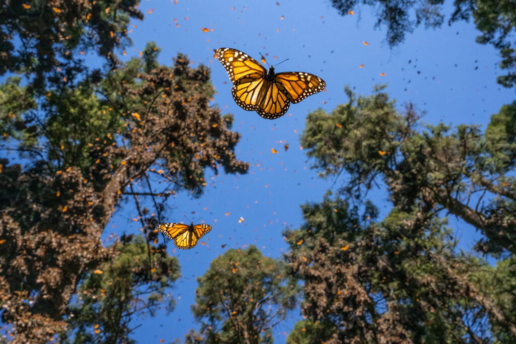 Mariposas Monarca en el Santuario El Rosario. Reserva de la Biosfera Mariposa Monarca Michoacán, México
