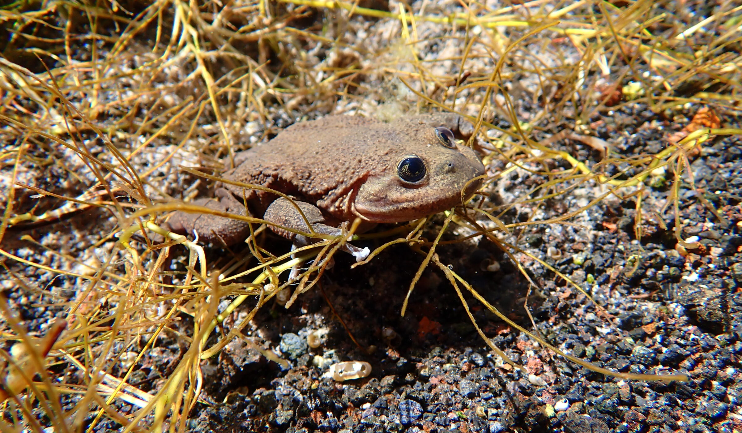 Una ranita en peligro crítico de extinción, un pez y un caracol micro endémicos, entre otras especies: conoce la amenazada biodiversidad del Salar de Ascotán, Región de Antofagasta