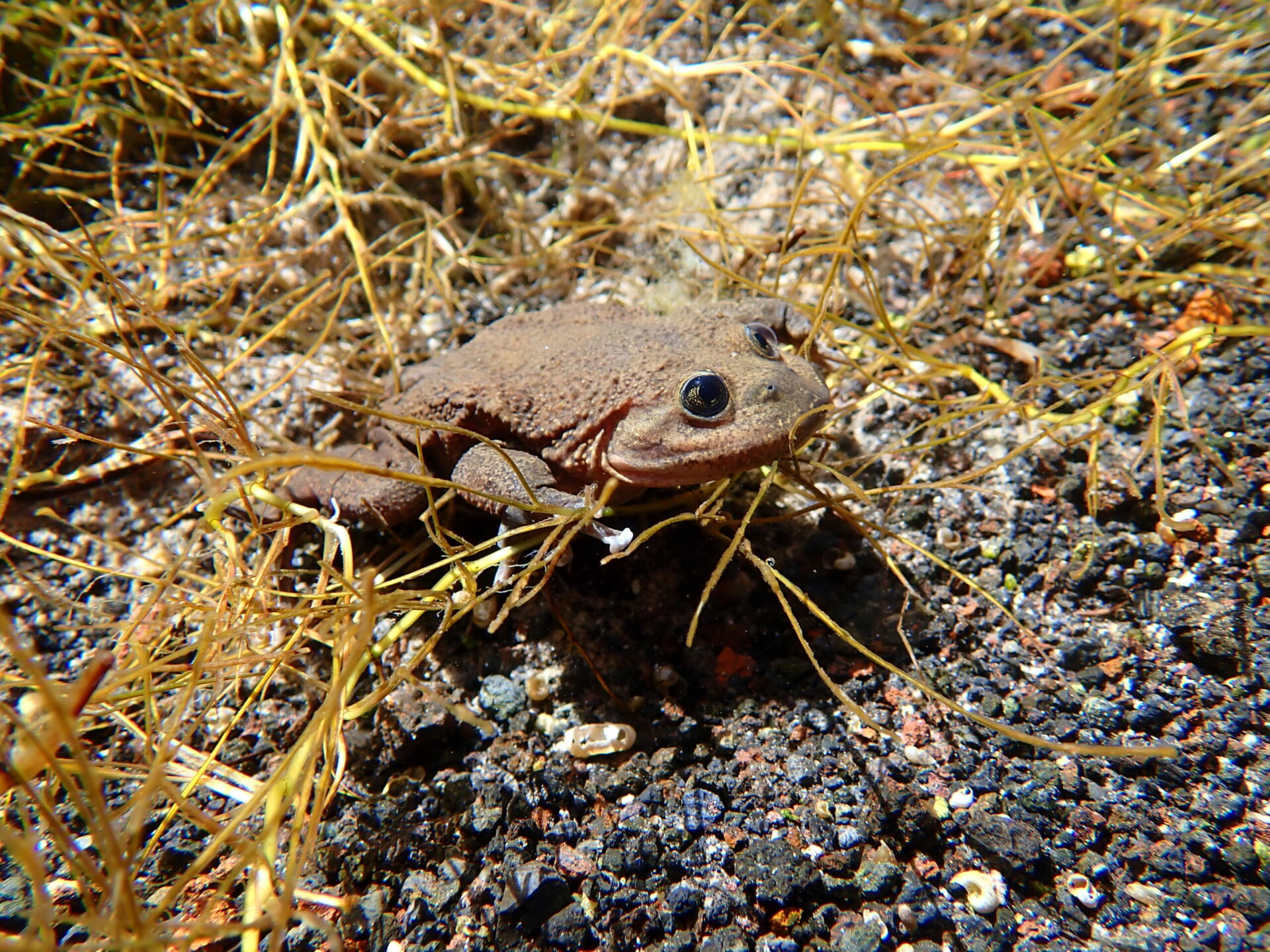 Una ranita en peligro crítico de extinción, un pez y un caracol micro endémicos, entre otras especies: conoce la amenazada biodiversidad del Salar de Ascotán, Región de Antofagasta