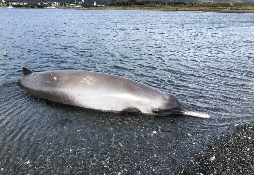 La historia del primer registro del zifio de Layard en Puerto Williams