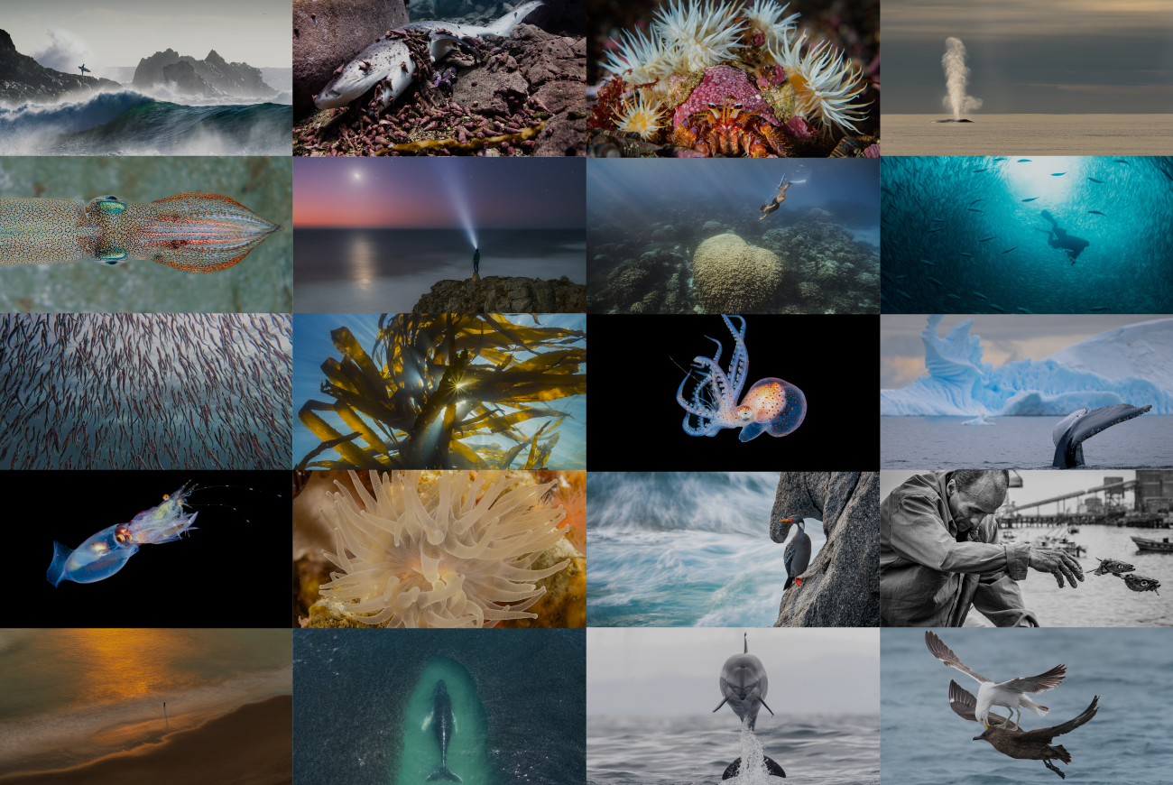 ¡Todos a votar! Las 20 mejores fotos del concurso “Mar de Chile 2023 – 2024”