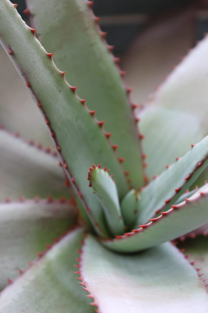 Aloe. Montserrat Solervicens