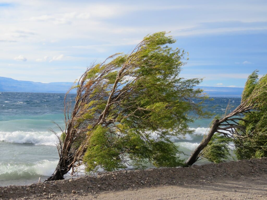 Árboles empujados hacia un lado producto del viento, Chile Chico. Créditos: Jǒzepa Benčina.