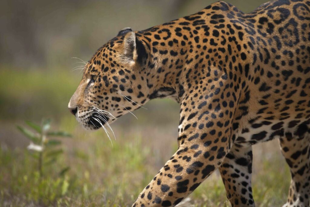 Autano, otro de los jaguares que han sido rescatados y que hoy se encuentran en el santuario. Foto: Andrea Reyes/Jaguares en la Selva