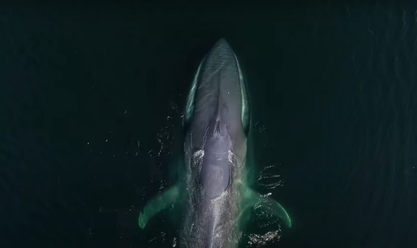 Estreno gratuito: serie documental abarca el estudio y conservación de las ballenas azules en la Patagonia chilena