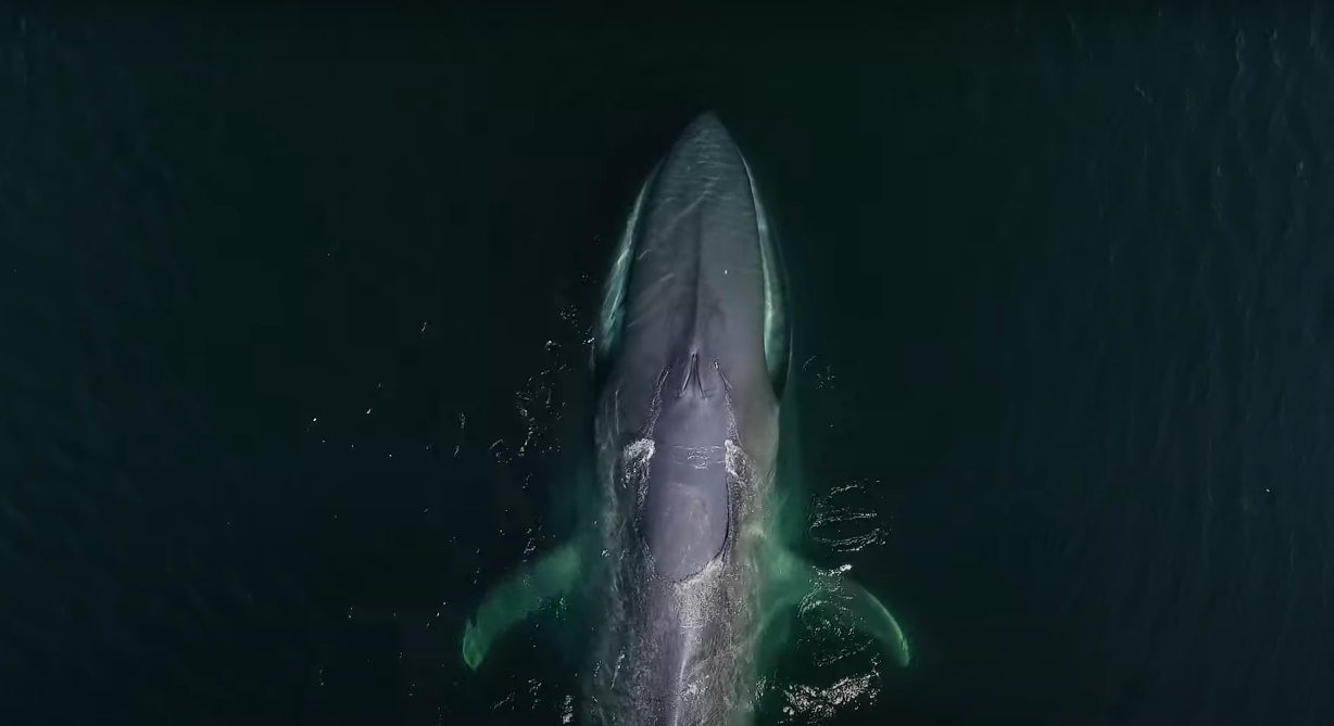 Estreno gratuito: serie documental abarca el estudio y conservación de las ballenas azules en la Patagonia chilena