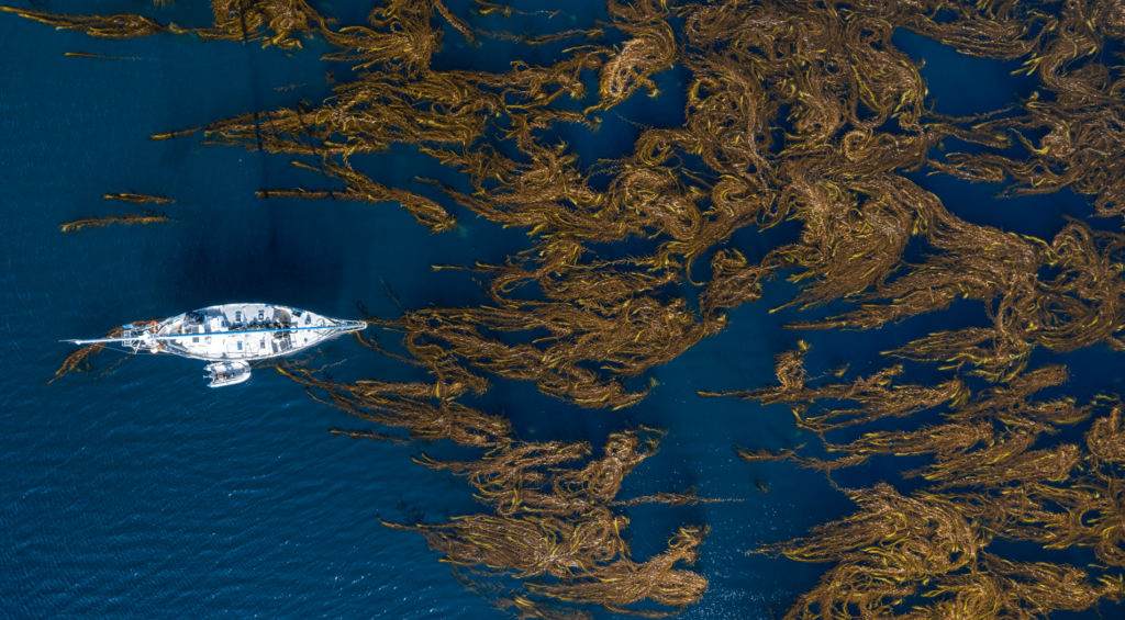 Bosques de Macroalgas de Tierra del Fuego, Argentina. Crédito Cristian Lagger-Fundación Por el Mar