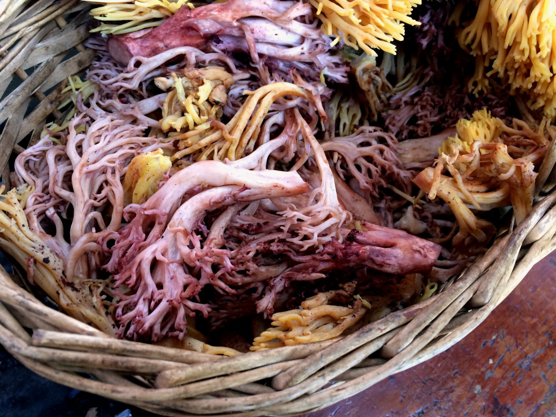 Diarios de otoño: recolectando, ilustrando y cocinando alimentos silvestres del bosque templado andino