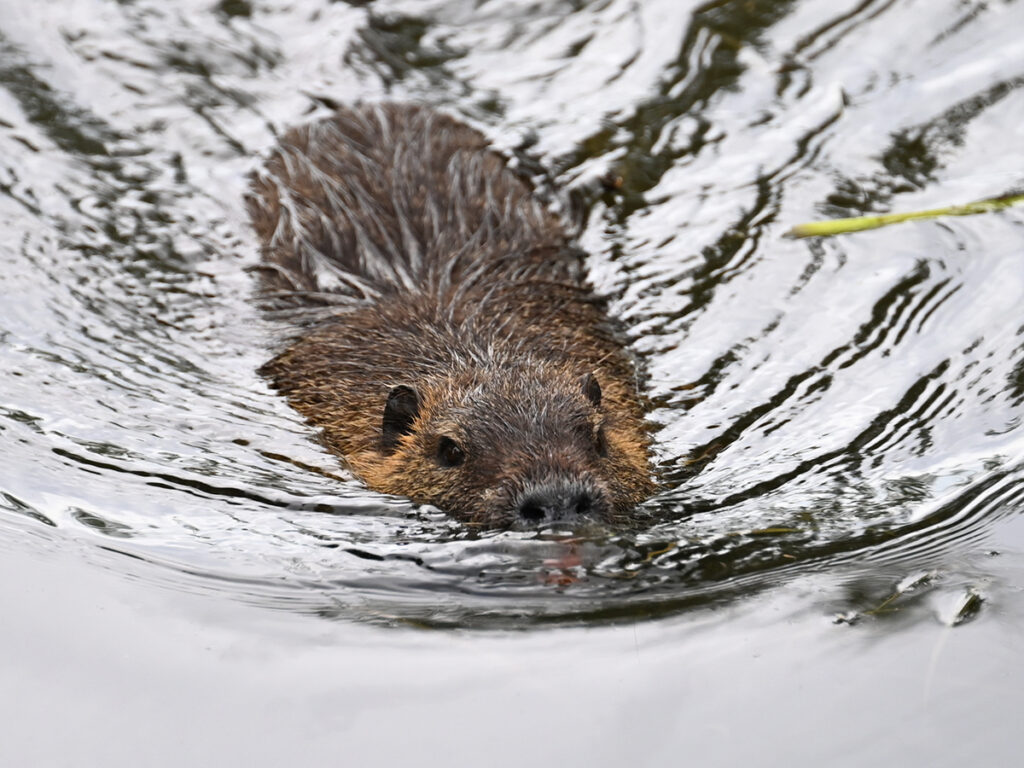 Myocastor coypus. Créditos: © Ina Siebert