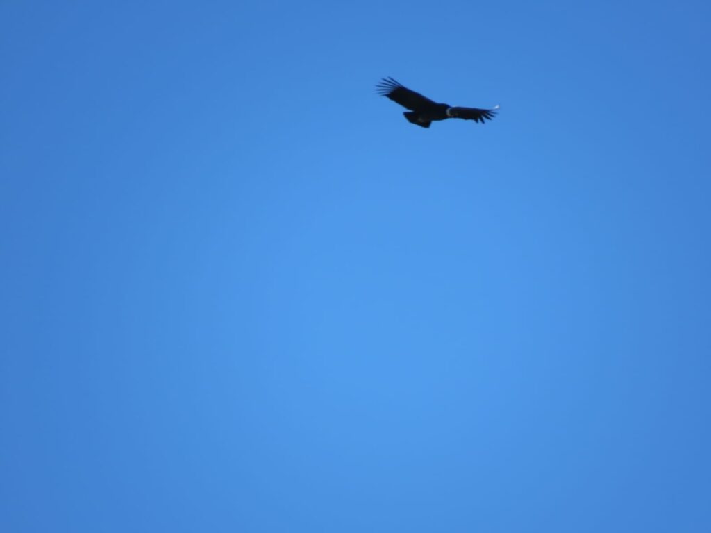 Cóndor volando sobre el grupo de guanacos. Créditos: Jǒzepa Benčina