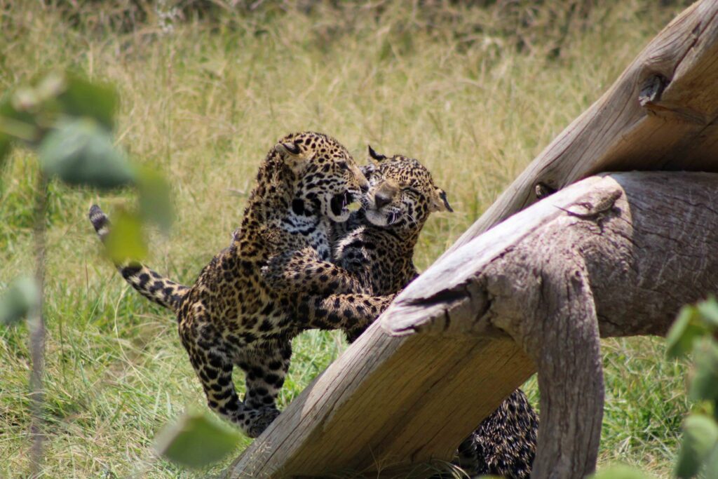 Las dos jaguares fueron liberadas en 2021 en Quintana Roo. Foto: Andrea Reyes/Jaguares en la Selva