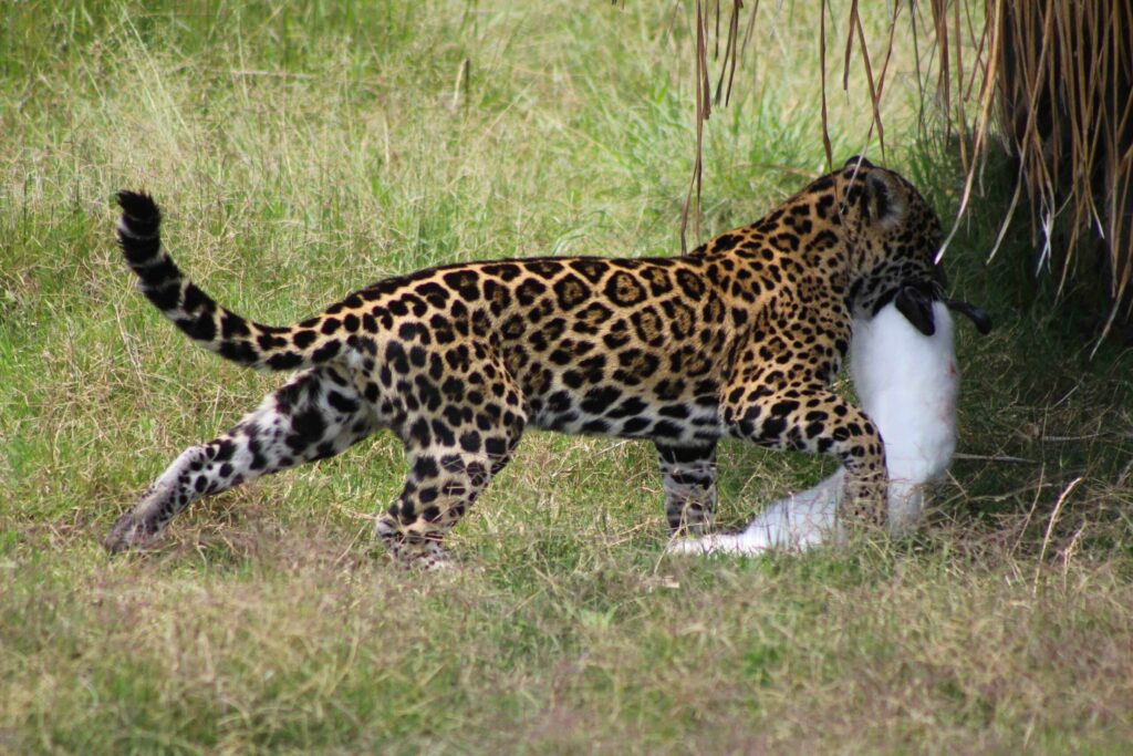 Un jaguar caza a un conejo en el santuario. Foto: Andrea Reyes/Jaguares en la Selva