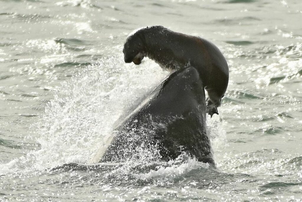Una orca cazando a una cría de lobo marino, Península Valdés. Créditos: Maxi Jonas.