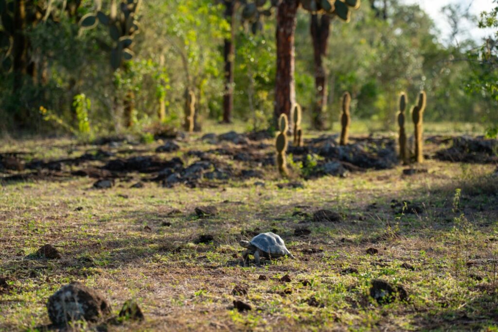 Los huevos de las tortugas son tomados de la naturaleza para evitar que sean consumidos por las especies invasoras. Foto: Galápagos Conservancy, Parque Nacional Galápagos y MAATE.