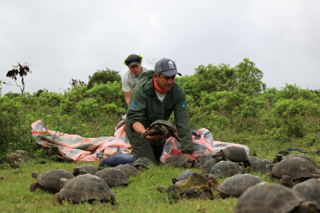 Las tortugas son reintroducidas cuando alcanzan edades de 4 a 8 años de edad. Foto: Galápagos Conservancy, Parque Nacional Galápagos y MAATE.