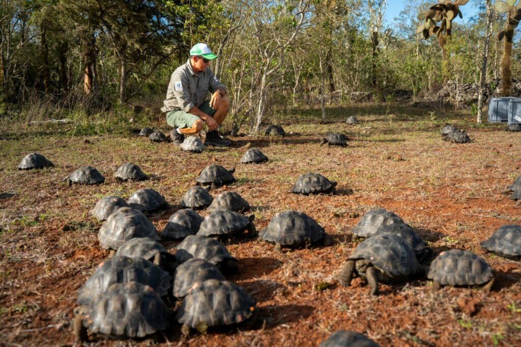 Al menos 350 tortugas fueron reintroducidas a la Isla Isabela, 30 a la San Cristóbal, 97 a Santa Cruz y 86 a la Española. Foto: Galápagos Conservancy, Parque Nacional Galápagos y MAATE.