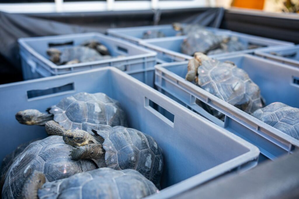Las tortugas nacen en cautiverio y son puestas en corrales que las preparen para la vida silvestre. Foto: Galápagos Conservancy, Parque Nacional Galápagos y MAATE.