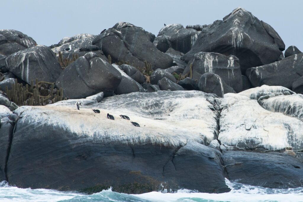 Pingüinos de Humboldt, Cachagua. Créditos: Raúl Goycoolea.