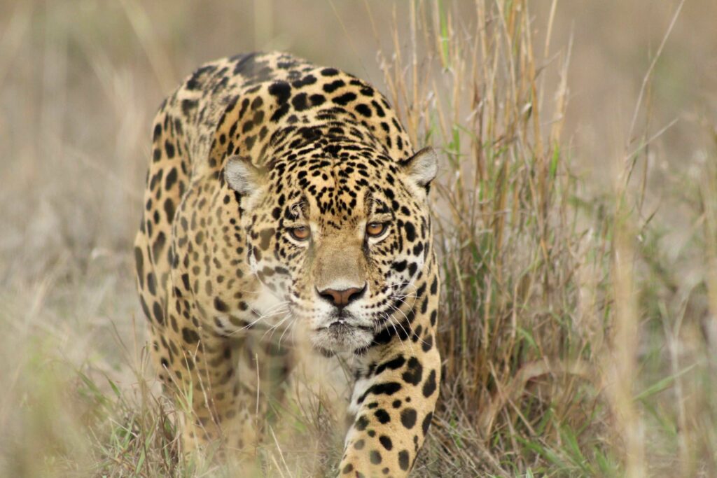 Uno de los jaguares rescatados que hoy habitan en el santuario. Foto: Andrea Reyes/Jaguares en la Selva