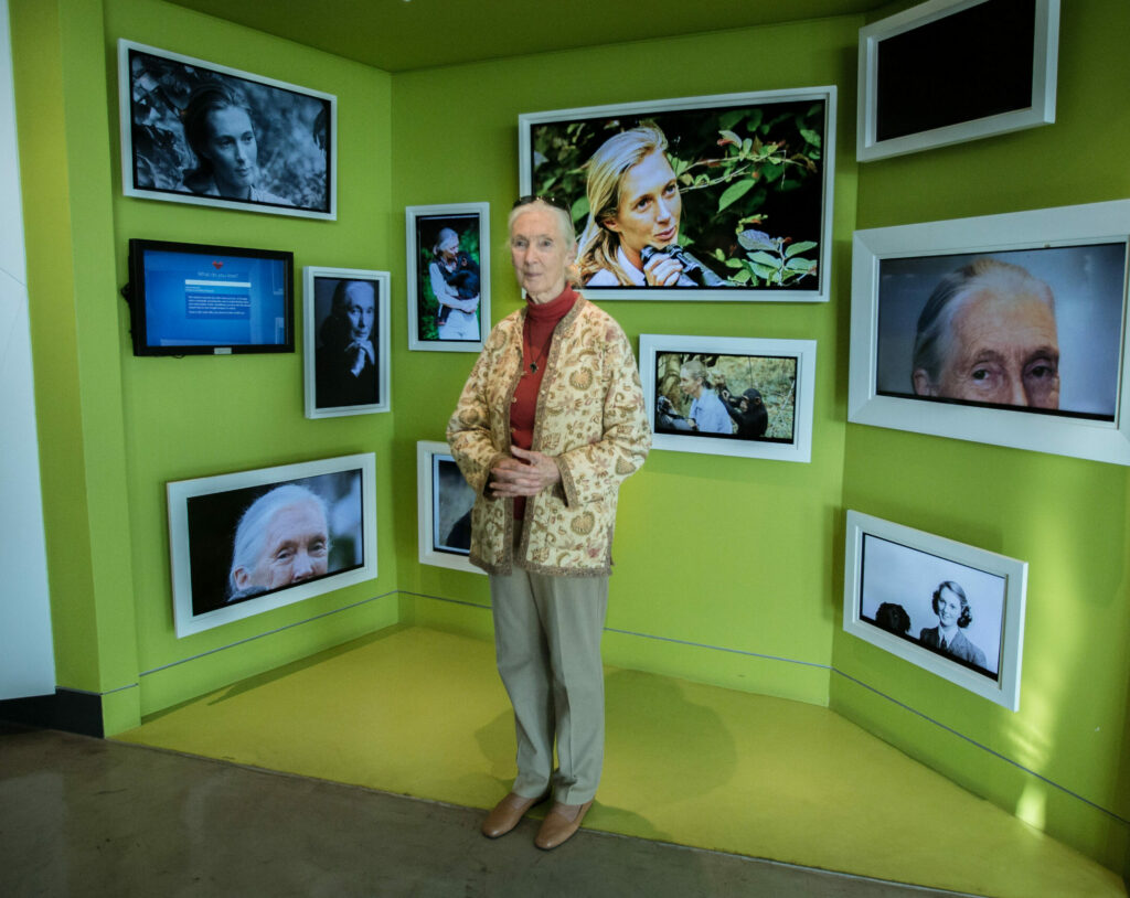 Jane Goodall realizando charla para Google. Crédito The Jane Goodall Institute Chile/Moris Muñoz