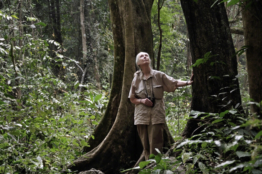 Jane Goodall observando las copas de los árboles para buscar chimpancés en el Parque Nacional de Gombe el 14 de julio de 2010, el 50 aniversario de su llegada a Gombe. Crédito The Jane Goodall Institute/Chase Pickering