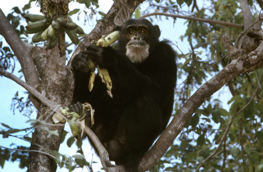 David Greybeard, el primer chimpancé en perder el miedo a la joven investigadora Jane Goodall. Crédito The Jane Goodall Institute/Hugo van Lawick