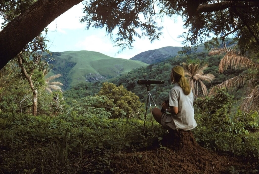 En sus primeros días en Gombe, Jane Goodall pasó muchas horas sentada en una cumbre alta con binoculares o un telescopio, buscando chimpancés en el bosque. Crédito The Jane Goodall Institute/Jane Goodall