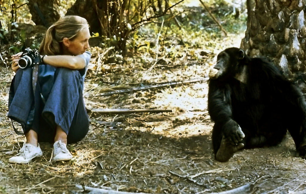 Jane Goodall con macho alfa Figan en el Parque Nacional Gombe en Tanzania. Crédito The Jane Goodall Institute/Derek Bryceson