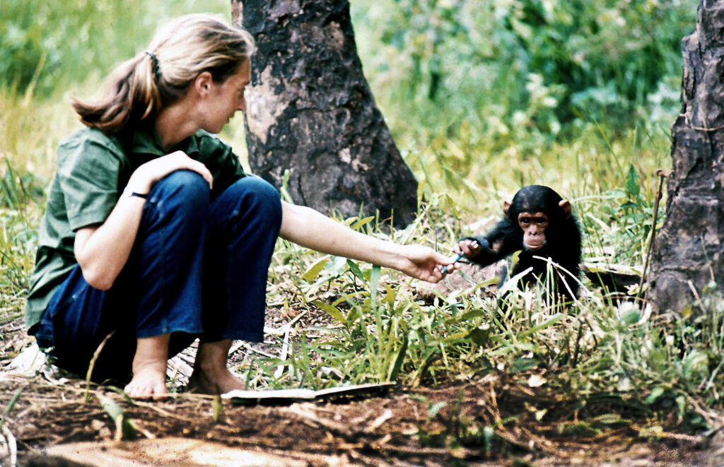 La joven Jane Goodall con la cría de chimpancé Flint en el Centro de Investigación Gombe Stream en Tanzania. Crédito The Jane Goodall Institute/Chase Pickering