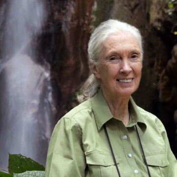 Jane Goodall cumple 90 años hoy: casi un siglo de sabiduría, promoviendo un mundo mejor