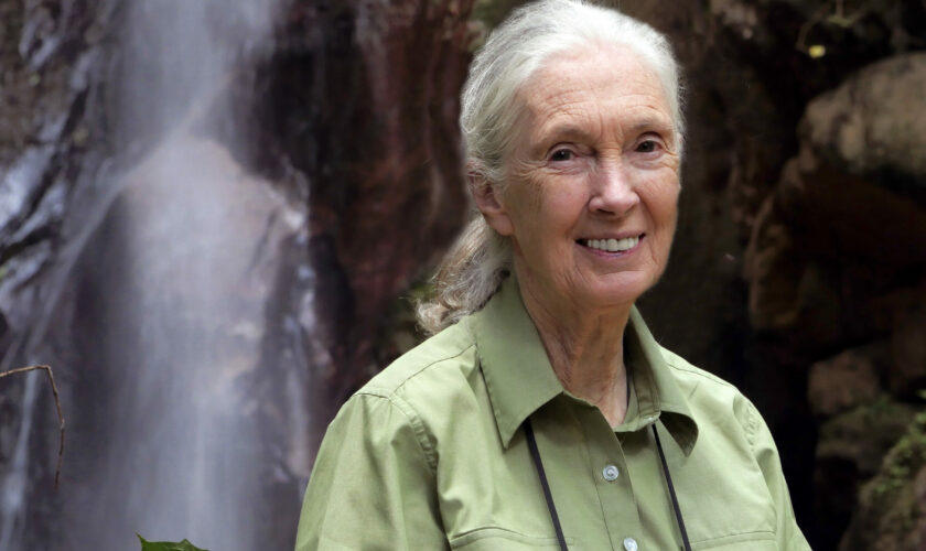 Jane Goodall cumple 90 años hoy: casi un siglo de sabiduría, promoviendo un mundo mejor
