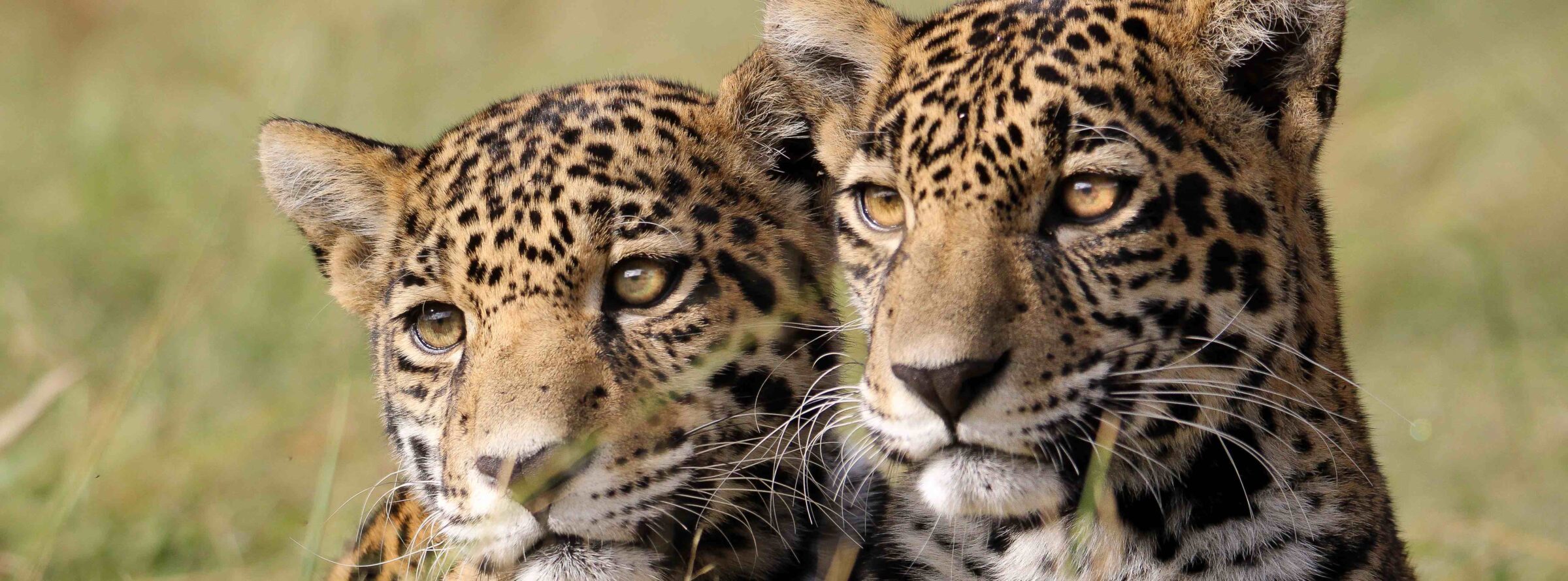 Escuela para jaguares: el santuario donde se les enseña habilidades para retornar a la vida silvestre en México