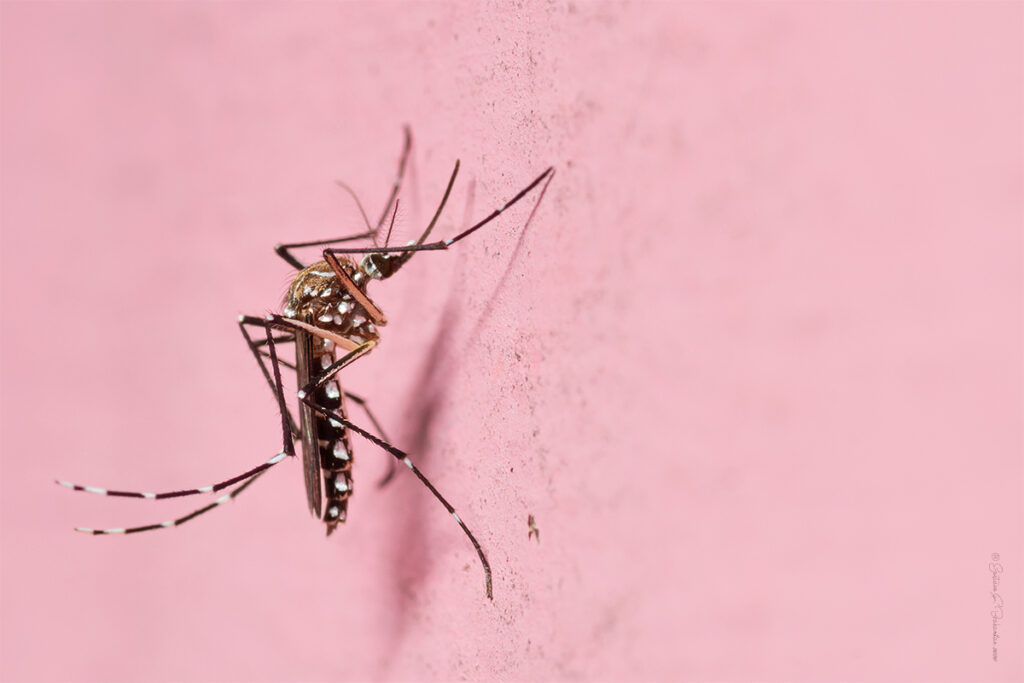 Mosquito del dengue (Aedes aegypti) crédito avutardafuriosa 2