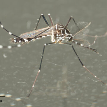 Dengue: qué se sabe sobre el virus que tiene a Argentina bajo un brote histórico