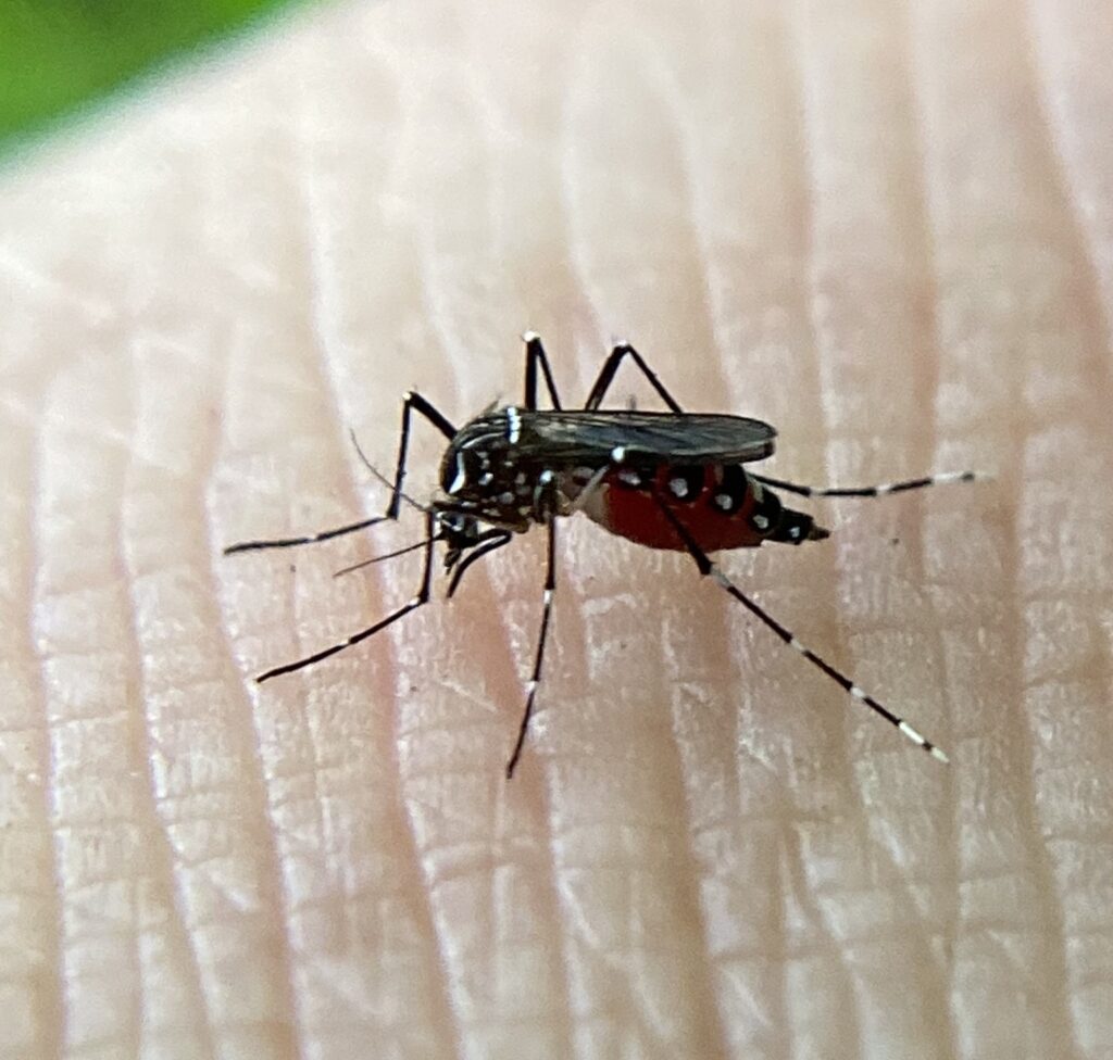 Mosquito del dengue (Aedes aegypti) crédito techgrl18 