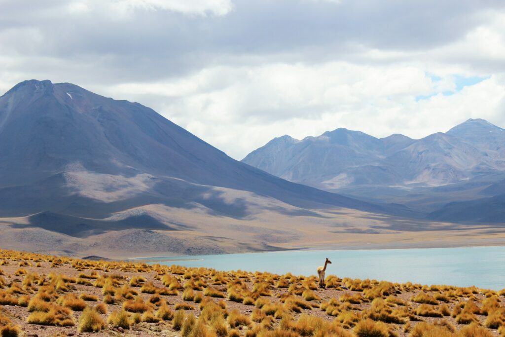 Reserva Nacional Los Flamencos, San Pedro de Atacama. Créditos: Paula Porto.