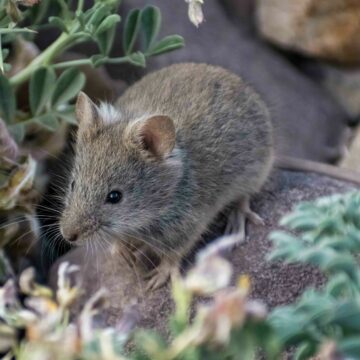 Nuevo récord de altura para el ratón andino: registran a la especie a 5.600 metros en San Pedro de Atacama