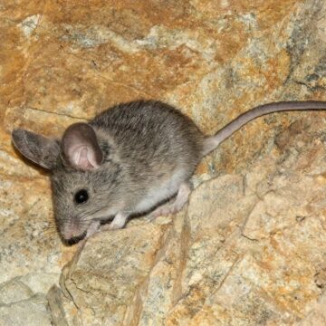 Denuncian misteriosa muerte de ratones orejudos de Darwin en Lo Barnechea