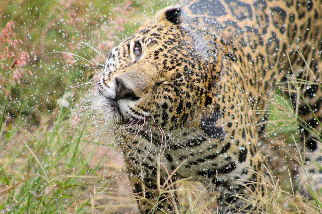 Jaguar que fue reintroducido a la vida silvestre. Foto: Andrea Reyes/Jaguares en la Selva