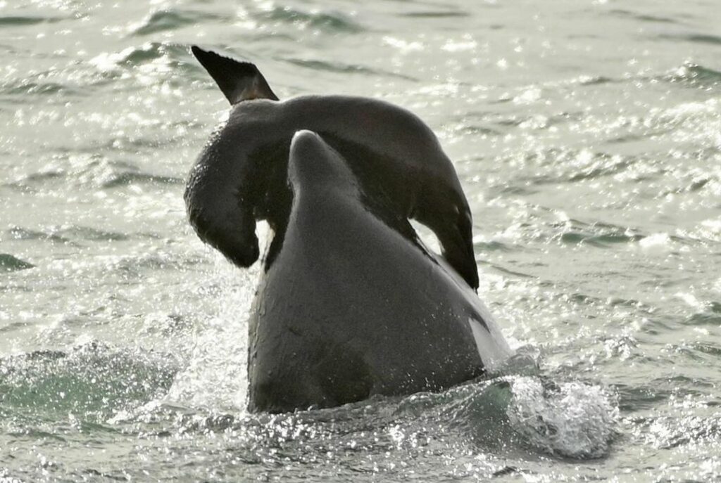 Una orca cazando a una cría de lobo marino, Patagonia Argentina. Créditos: Maxi Jonas.