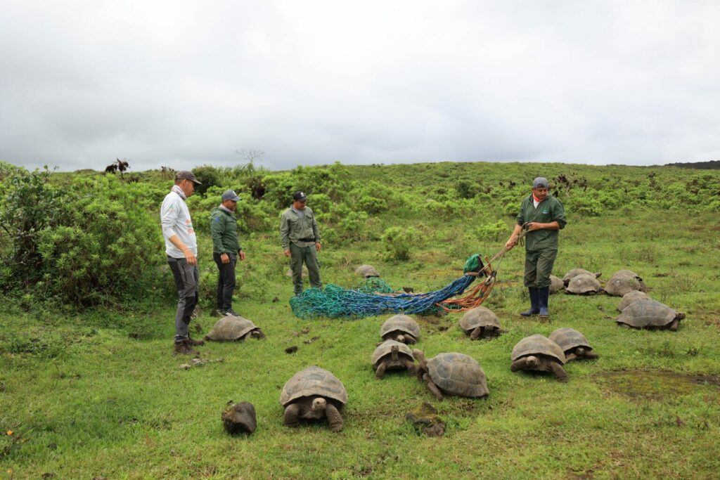 Aún quedan doce subespecies de tortugas gigantes de Galápagos, mientras que otras están extintas. Foto: Galápagos Conservancy, Parque Nacional Galápagos y MAATE.