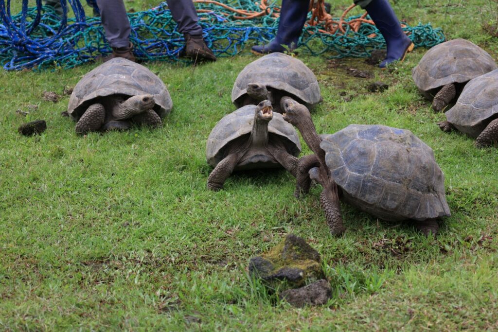 Las tortugas son herbívoras y son reintroducidas a sectores de las islas con alta disponibilidad de alimento. Foto: Galápagos Conservancy, Parque Nacional Galápagos y MAATE.
