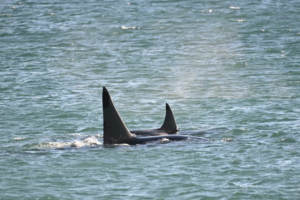Dos orcas nadando en Península Valdés. Créditos: Maxi Jonas.
