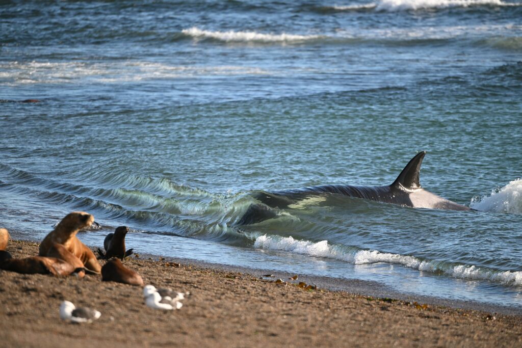 Orca acercándose sigilosamente a crías de lobo marino. Créditos: Maxi Jonas.